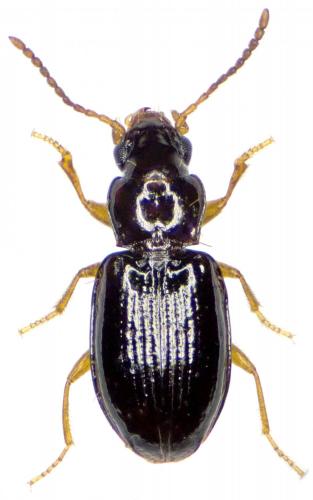 Tachyura parvula